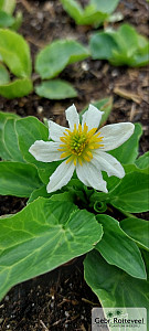 Caltha leptosepala