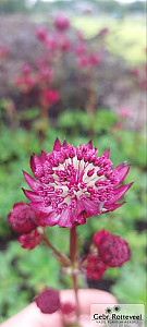 Astrantia maj. Magical Diamonds Red