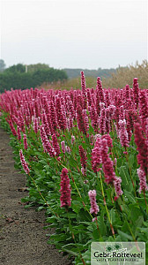 Persicaria aff. 'Kabouter'