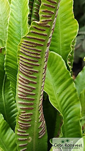 Phyllitis scolopendrium