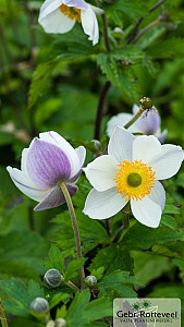 Anemone Elfin Swan