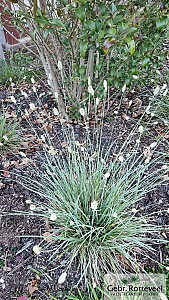 Sesleria nitida