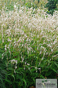 Persicaria amplex. 'White Eastfield'