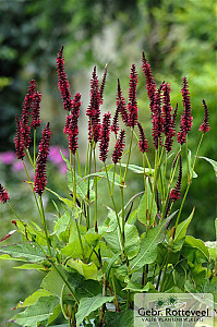 Persicaria amplex. 'Blackfield'