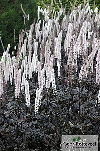 Actaea simplex 'Atropurperea'