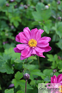 Anemone hup. 'Prinz Heinrich'