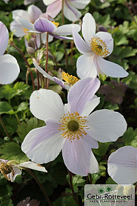 Anemone Wild Swan