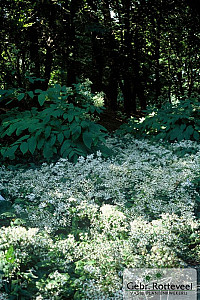 Aster divaricatus