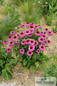 Echinacea purp. 'Powwow Wild Berry'