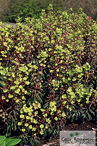 Euphorbia amygdal. 'Purpurea'