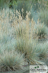 Festuca glauca 'Elijah Blue'