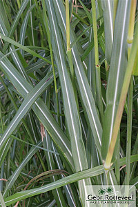 Miscanthus sin. 'Silberfeder'