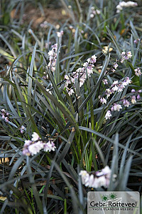 Ophiopogon plan. 'Niger'