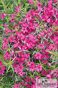 Phlox (S) 'Scarlet Flame'