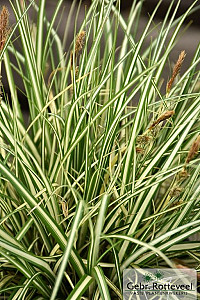 Carex oshim. 'Evergold'