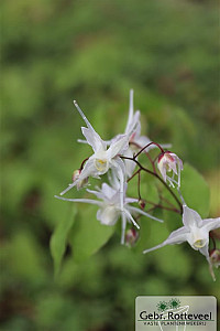 Epimedium grandiflorum