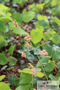 Epimedium pubigerum 'Orangekönigin'