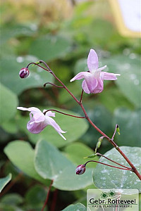 Epimedium y. 'Roseum'