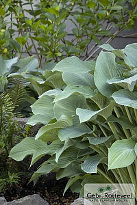 Hosta 'Krossa Regal'