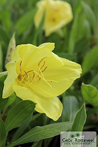 Oenothera macrocarpa