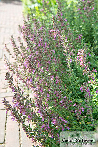 Teucrium lucidrys