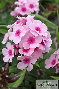 Phlox (P) 'Bright Eyes'