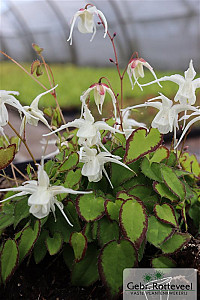 Epimedium grand. 'Bandit'