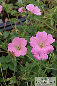 Geranium endressii 'Wargrave Pink'