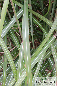 Miscanthus sin. 'Malepartus'