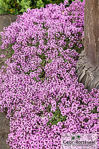 Thymus praecox 'Minor'