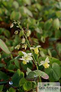 Epimedium versic. 'Sulphureum'