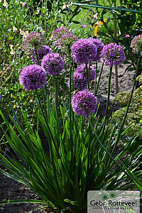 Allium 'Millenium'