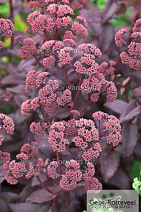 Sedum 'Purple Emperor'