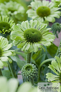 Echinacea purp. 'Green Jewel'