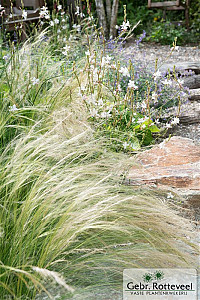 Stipa tenuissima