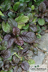 Ajuga reptans 'Catlin's Giant'