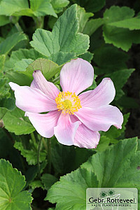 Anemone hyb. 'Loreley'