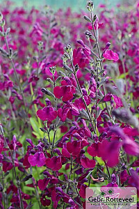 Salvia 'Nachtvlinder'