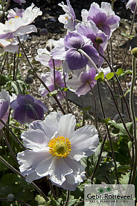 Anemone Dreaming Swan