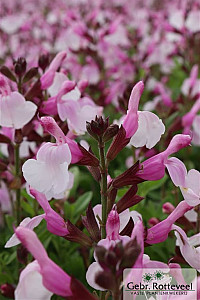 Salvia greggi 'Joy'