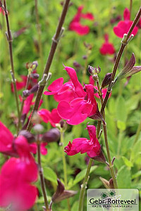 Salvia microphylla 'Fantasia'