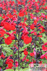 Salvia 'Royal Bumble'