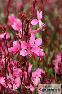 Gaura lind. 'Crimson Butterflies'