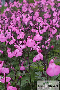 Salvia microphylla 'Pink Dream'