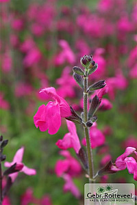 Salvia microphylla 'Pink Blush'