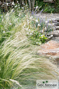 Stipa tenuissima 'Ponytails'