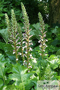 Acanthus mollis