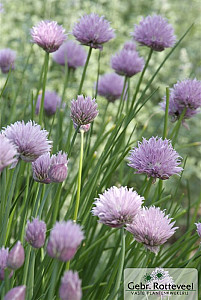 Allium schoenoprasum