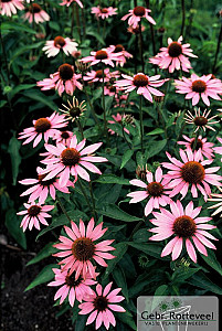 Echinacea purpurea