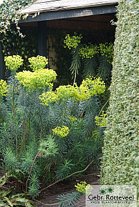 Euphorbia characias wulfenii